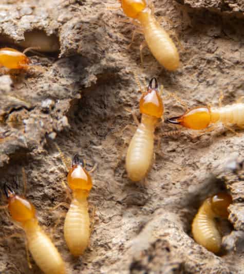termite inspection and control services
