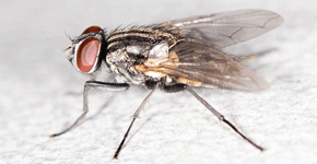 Flies Treatments