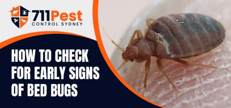 Check For Early Signs Of Bed Bugs